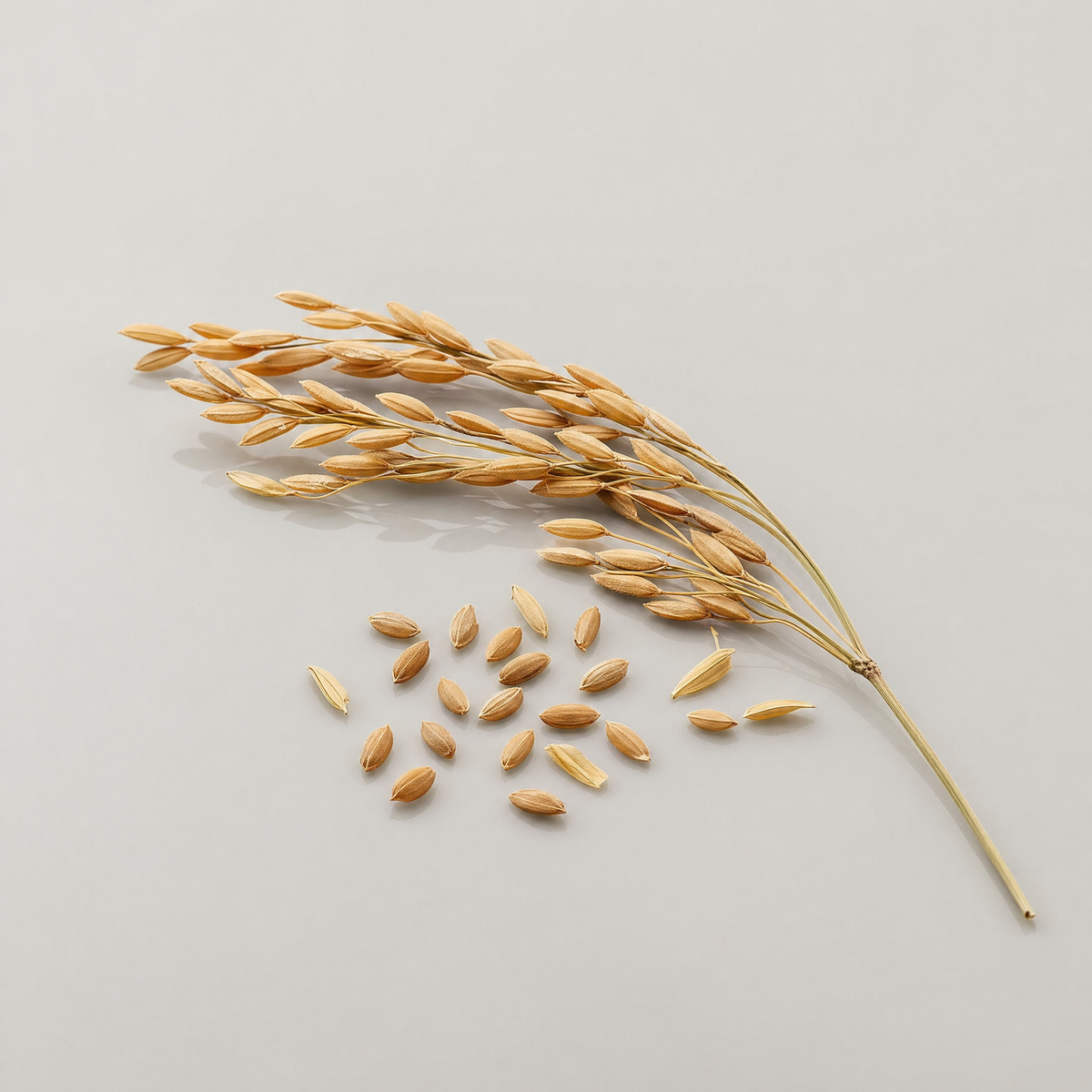 Rice Bran Oil