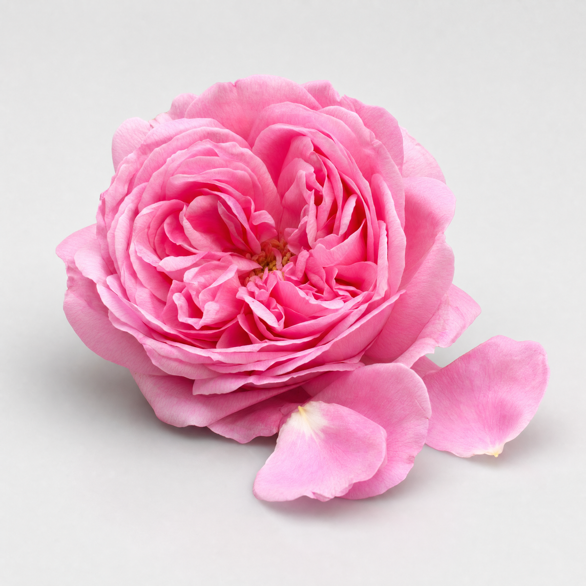 Rose Water