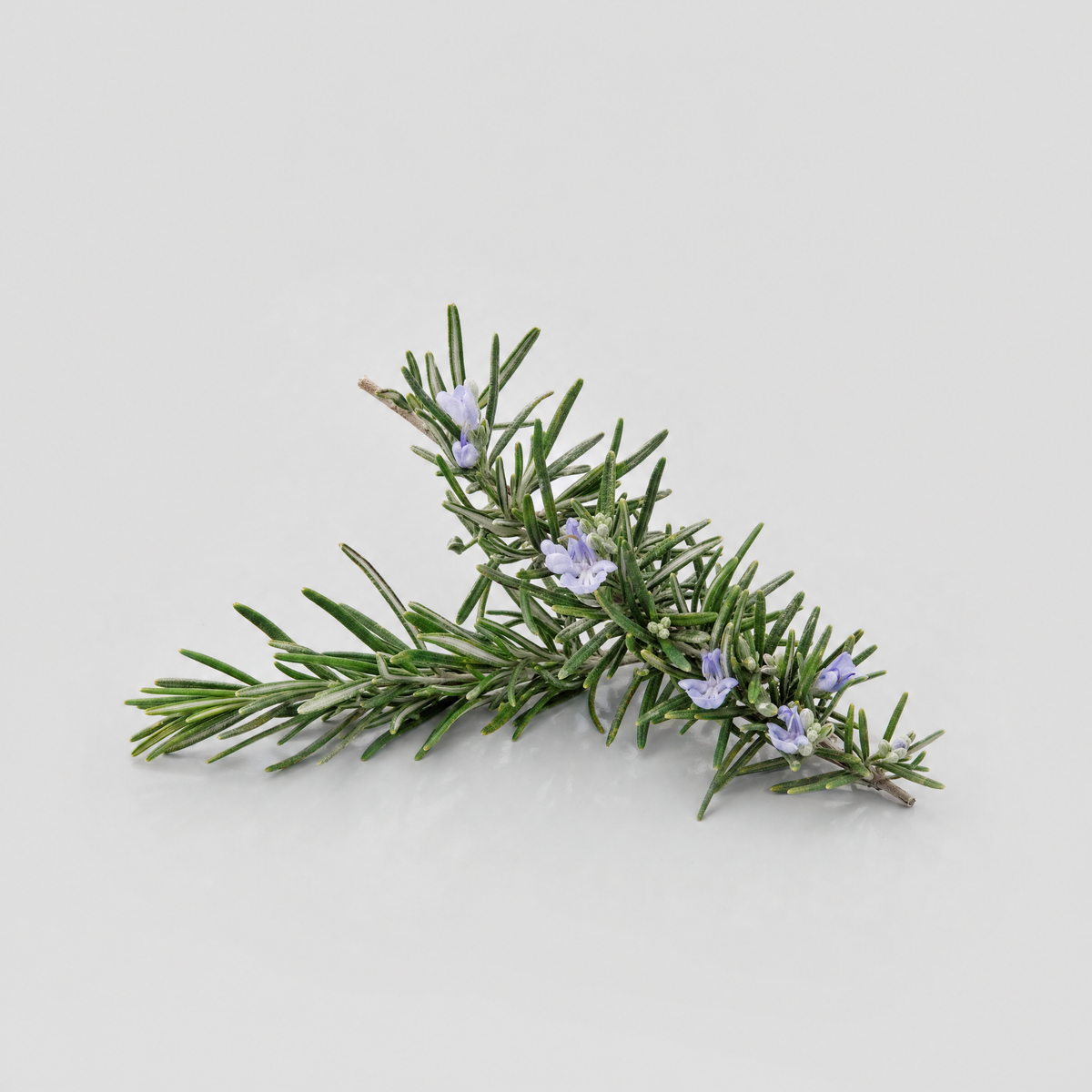 Rosemary