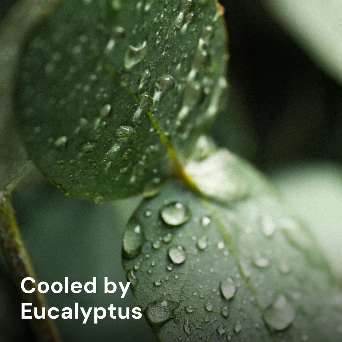 Wild Eucalyptus Roll-On Deodorant – key ingredients