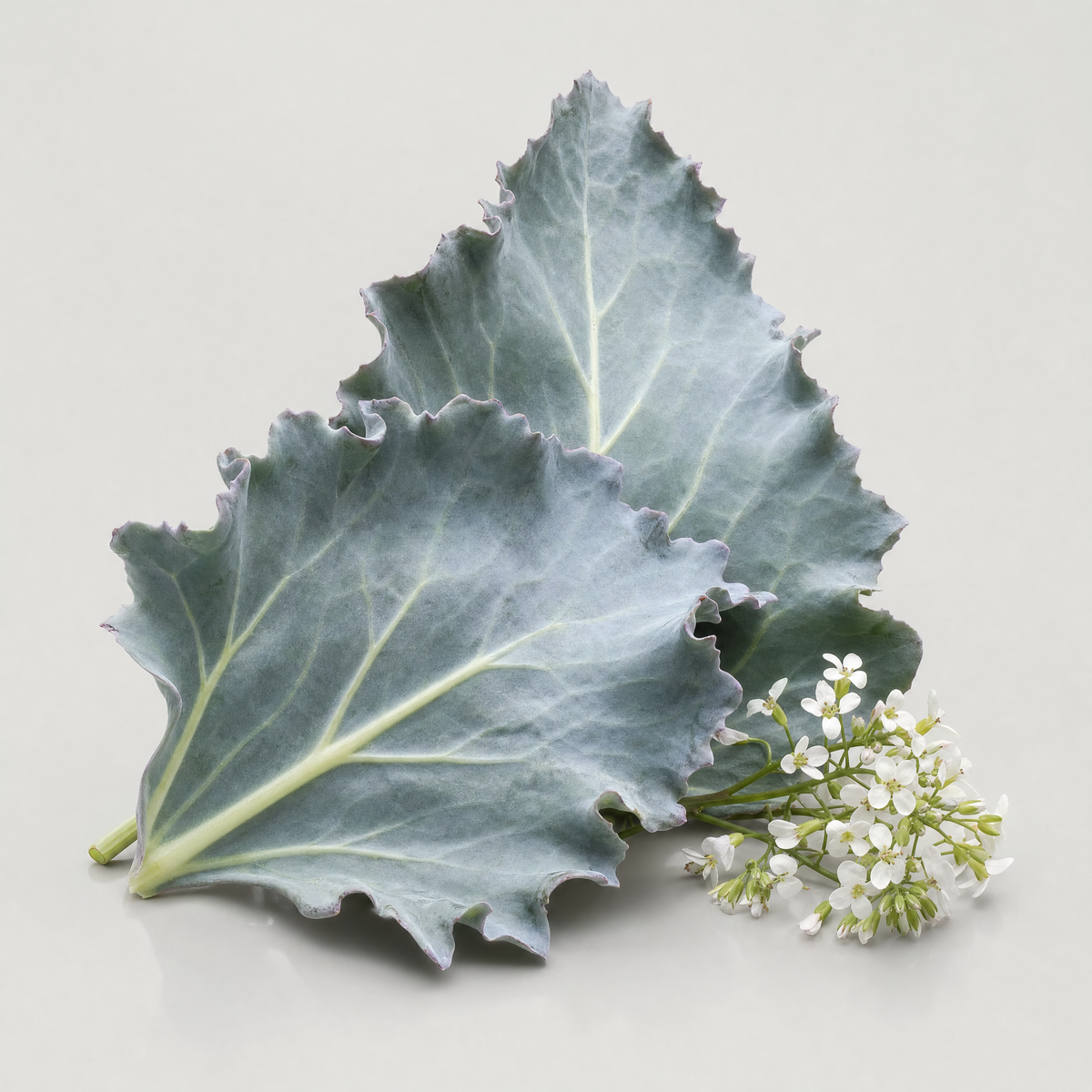Sea Kale