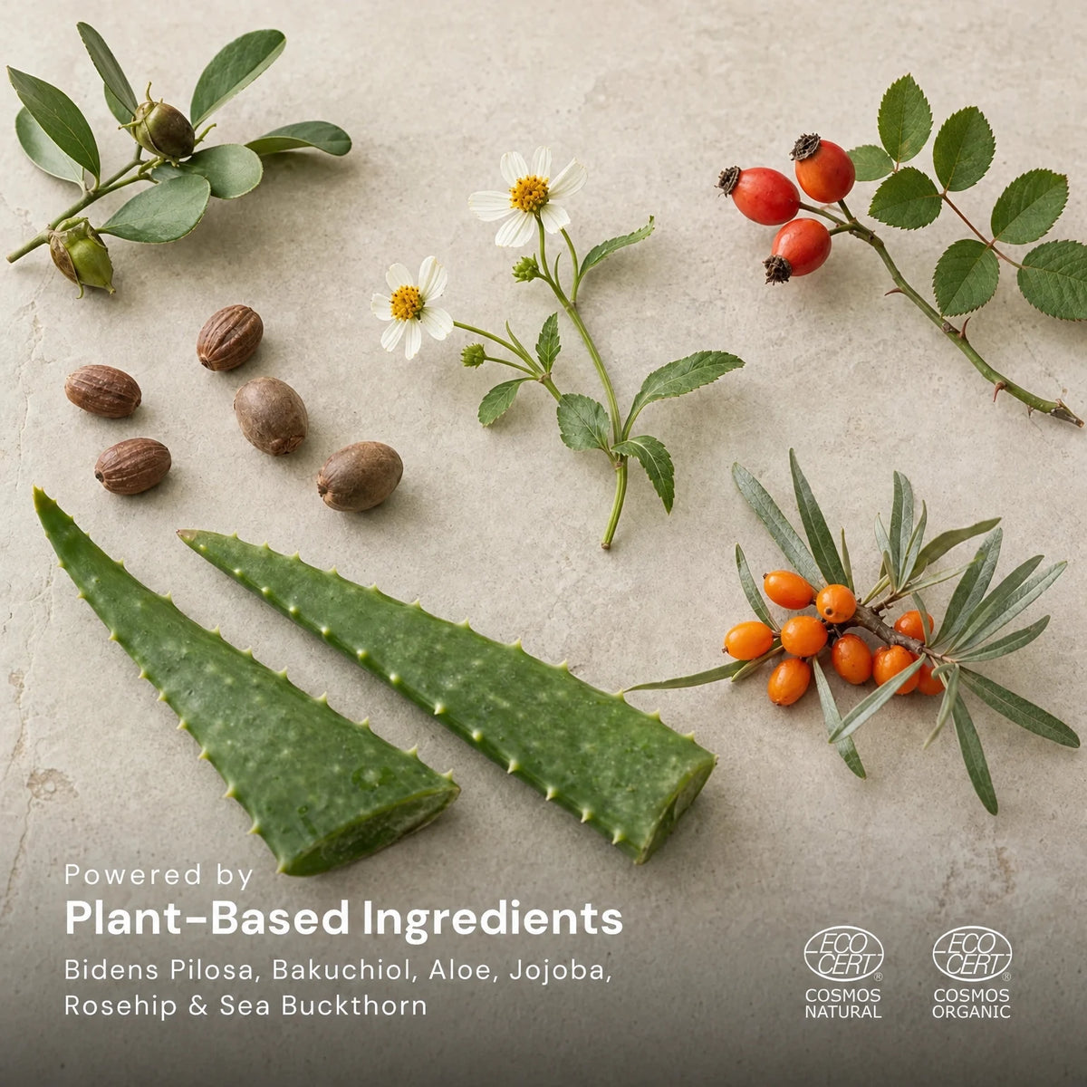 Jojoba leaves and seeds, Bidens pilosa flowers, rosehips, sea buckthorn berries and aloe leaves on a pale stone surface, captioned Powered by Plant-Based Ingredients: Bidens Pilosa, Bakuchiol, Aloe, Jojoba, Rosehip and Sea Buckthorn, with the Ecocert COSMOS Natural and COSMOS Organic marks