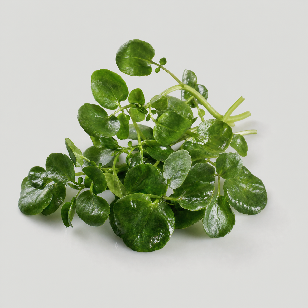 Watercress Extract